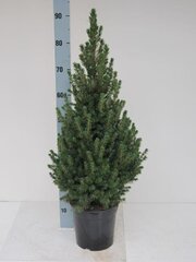 Ca. 85x Kerstbomen mix 1 Omorika & Conica